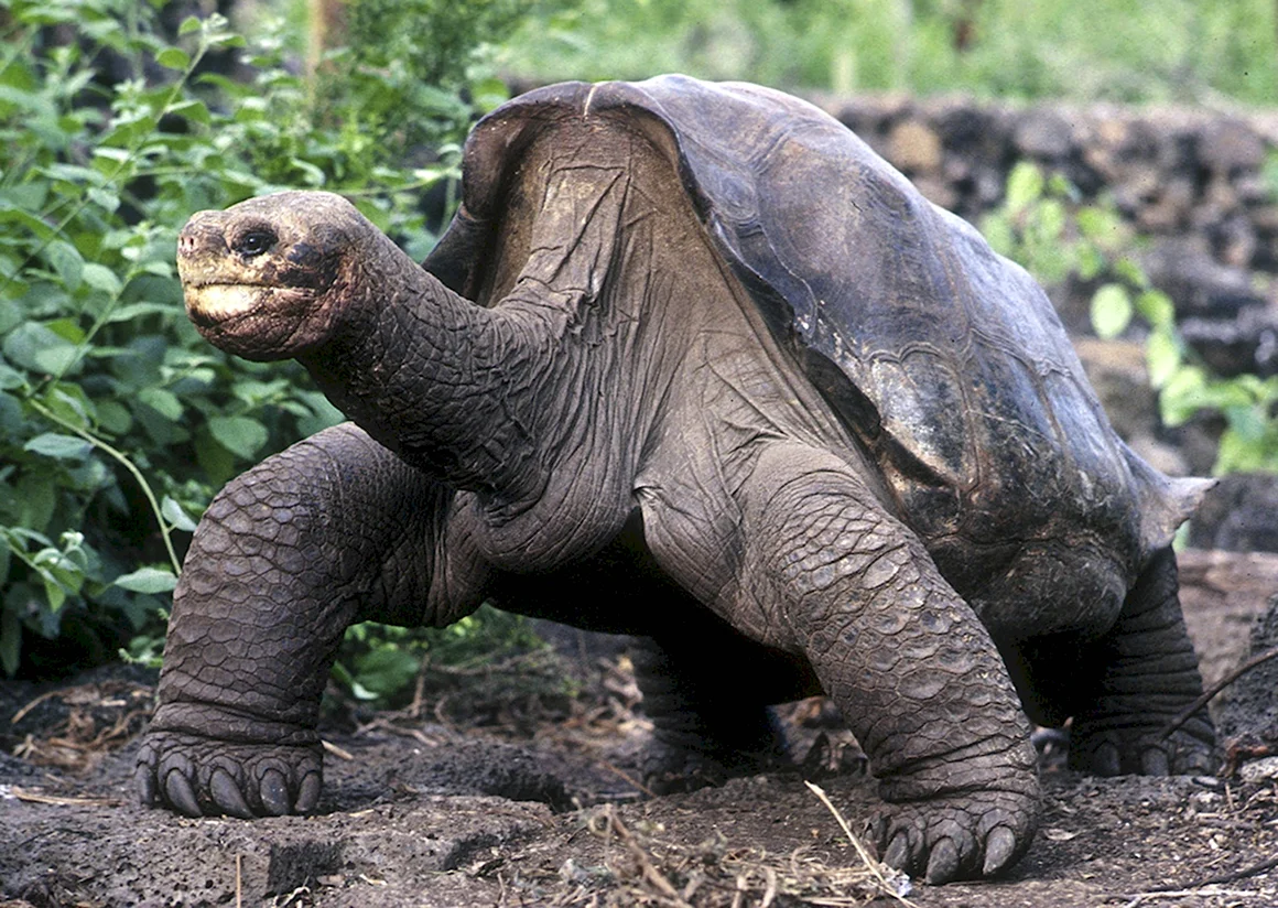 Абингдонская слоновая черепаха
