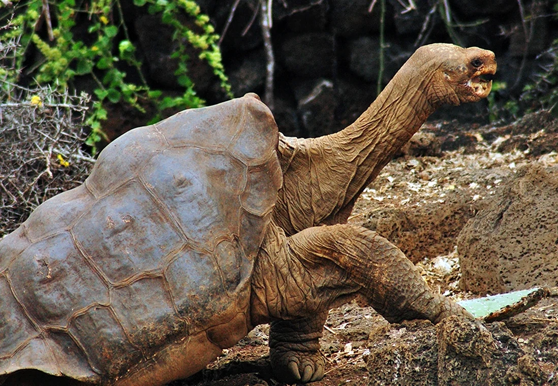 Абингдонская слоновая черепаха
