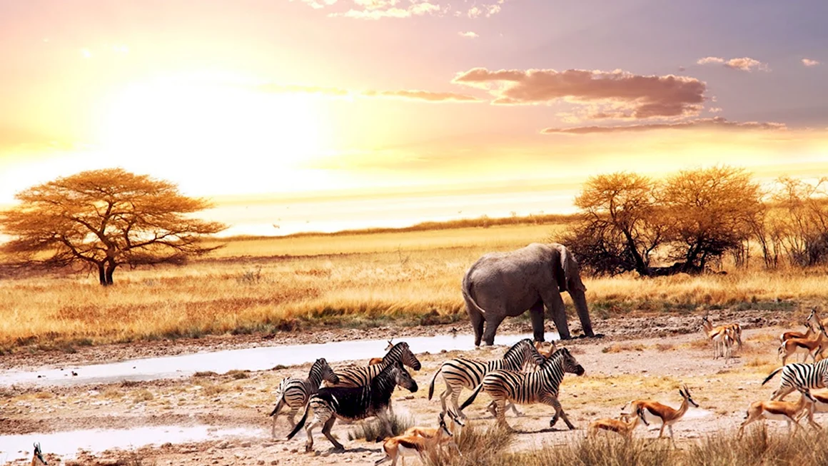 Африка Саванна дикий мир животных