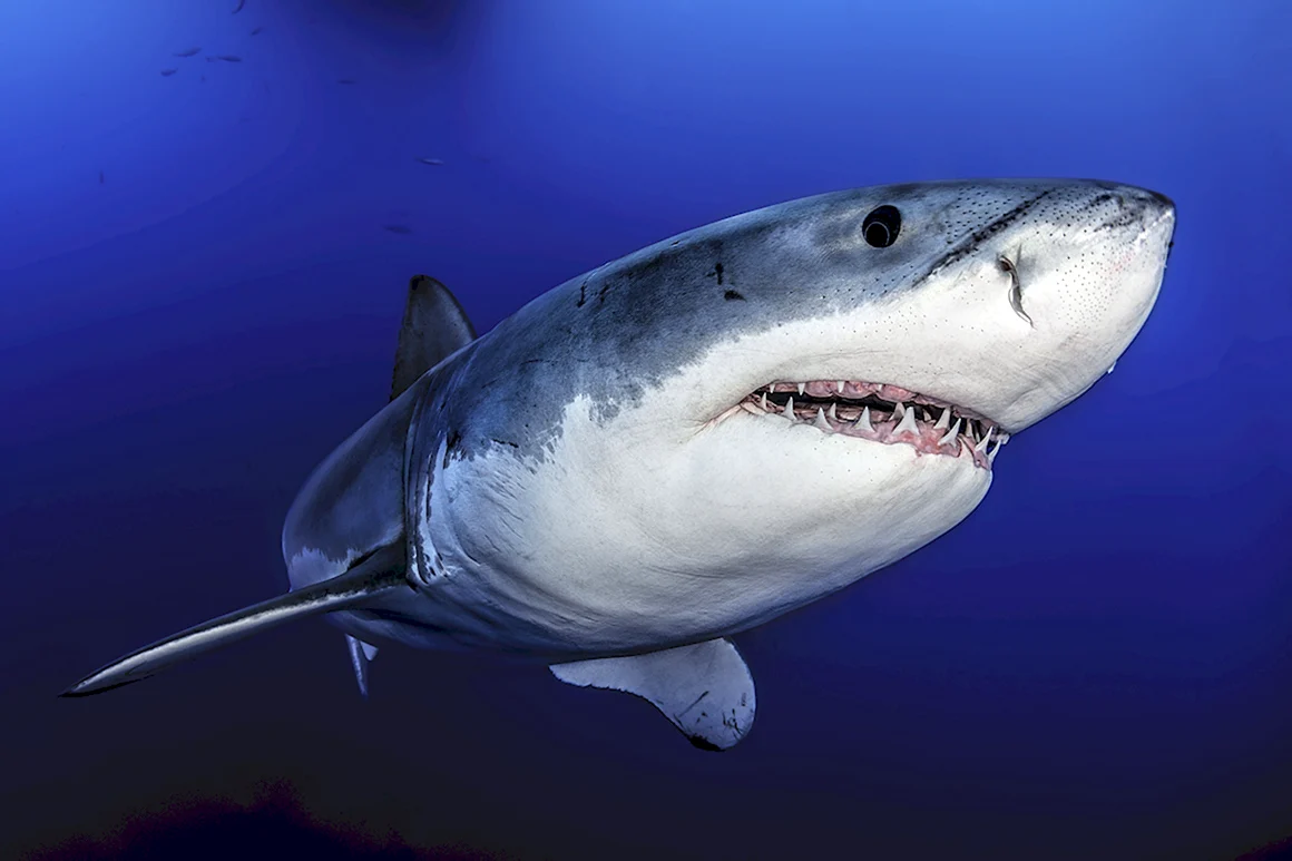 Акула белая акула-людоед кархародон