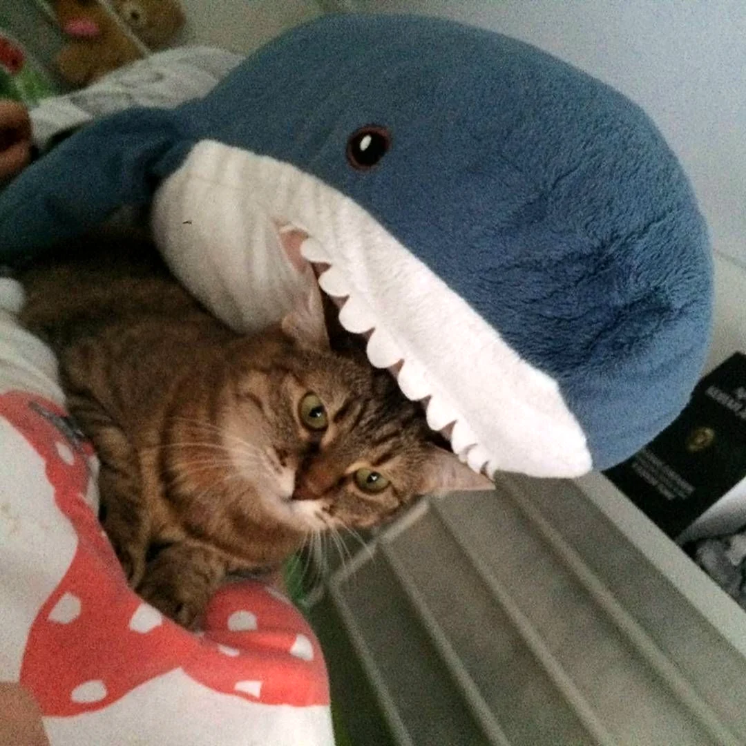 Акула из Икеи и кот