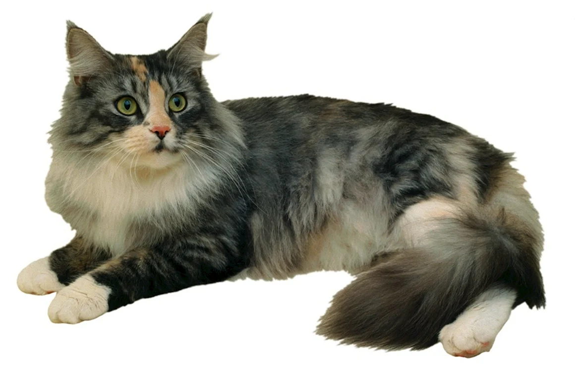Аналостанка Королевская порода кошек