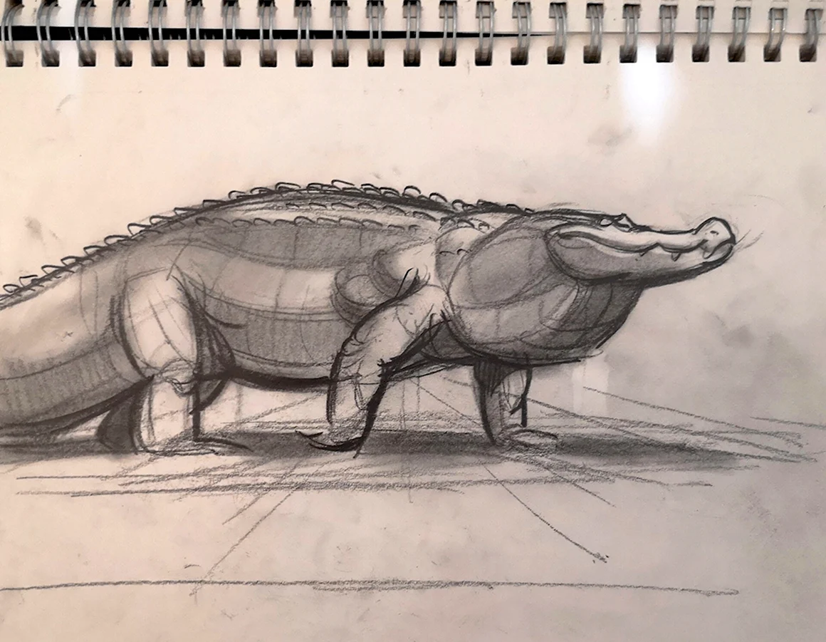 Анатомия крокодила для рисования