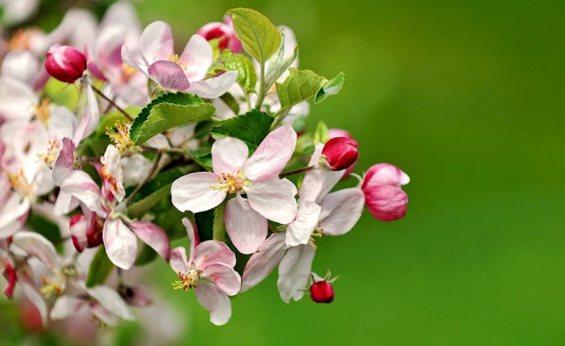 Антоновская яблоня цветет