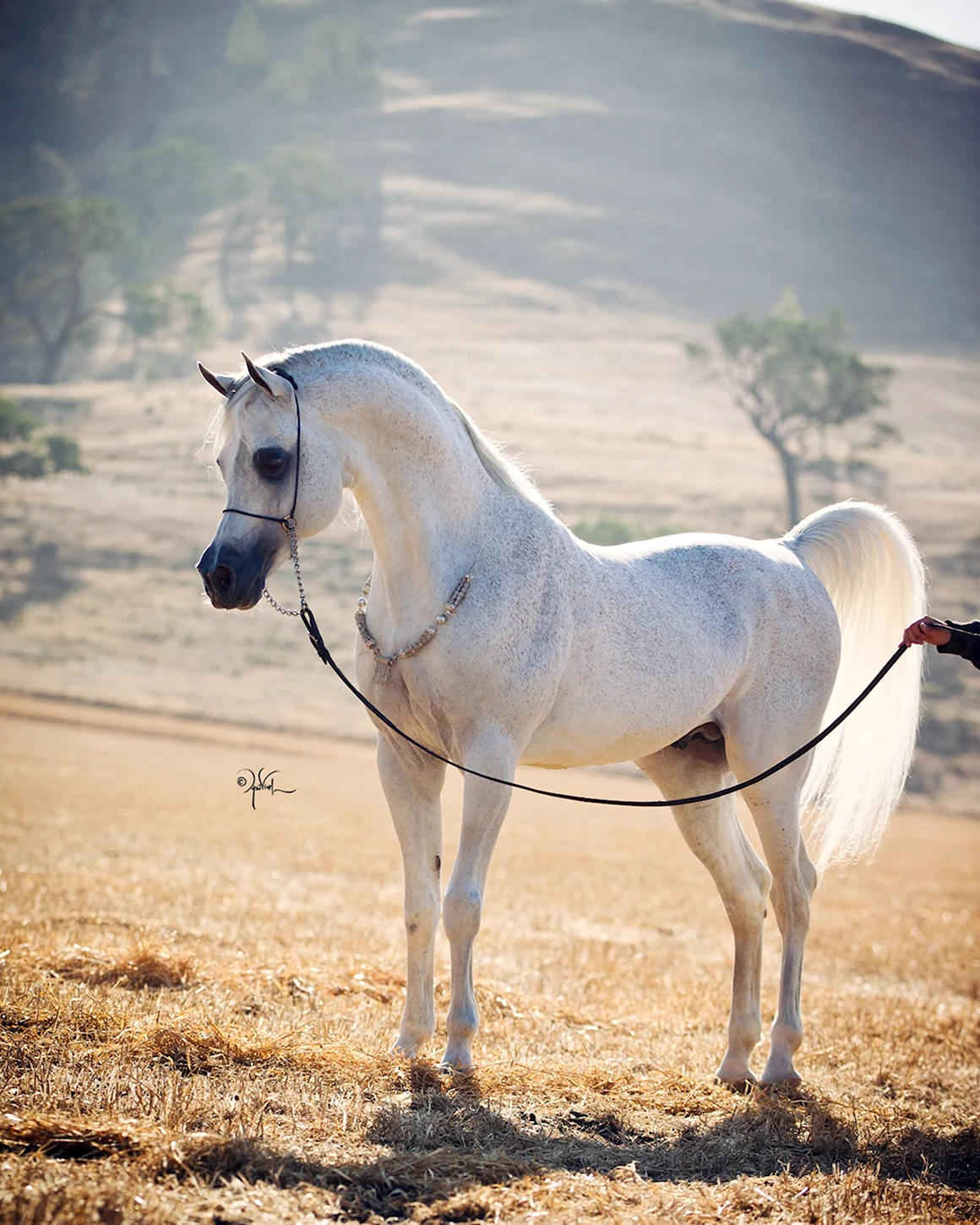 Арабская лошадь арабский скакун