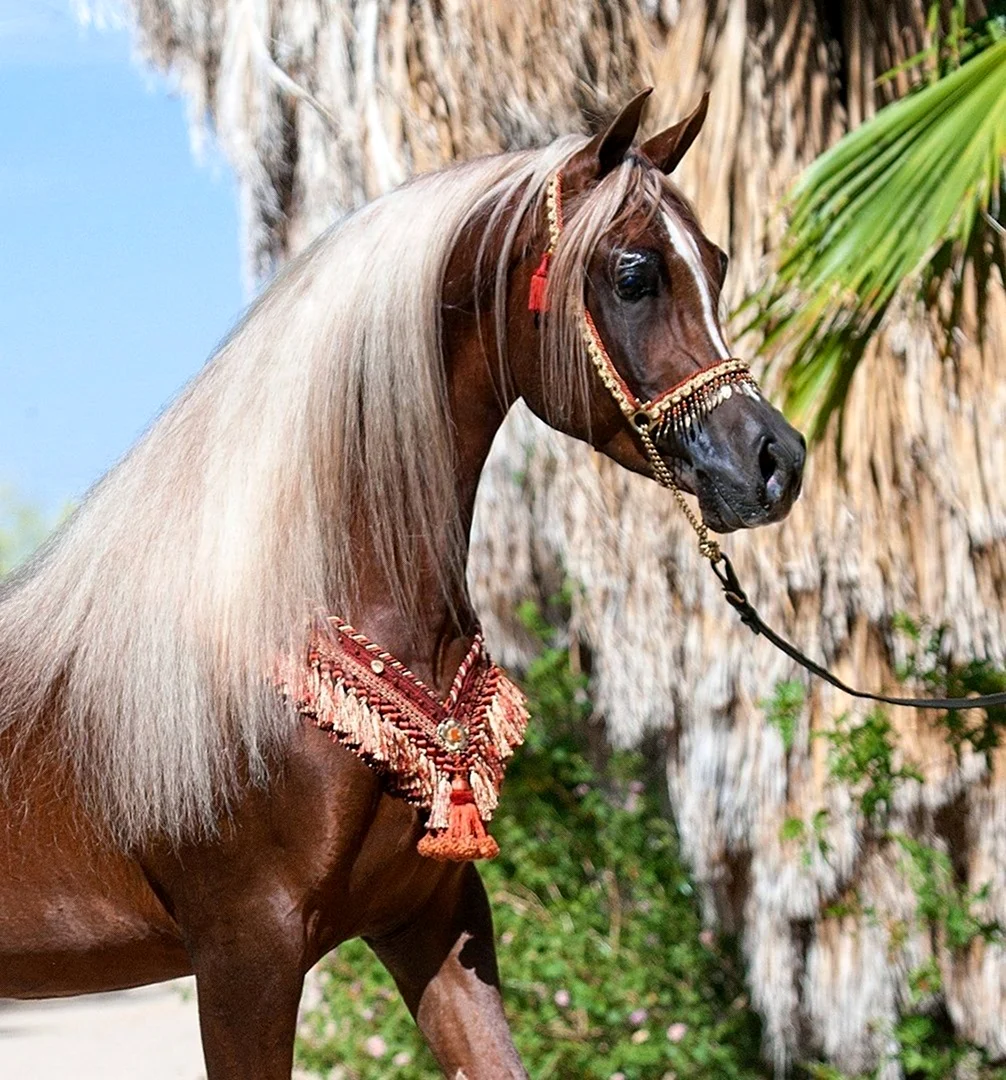 Арабская лошадь игреневой масти