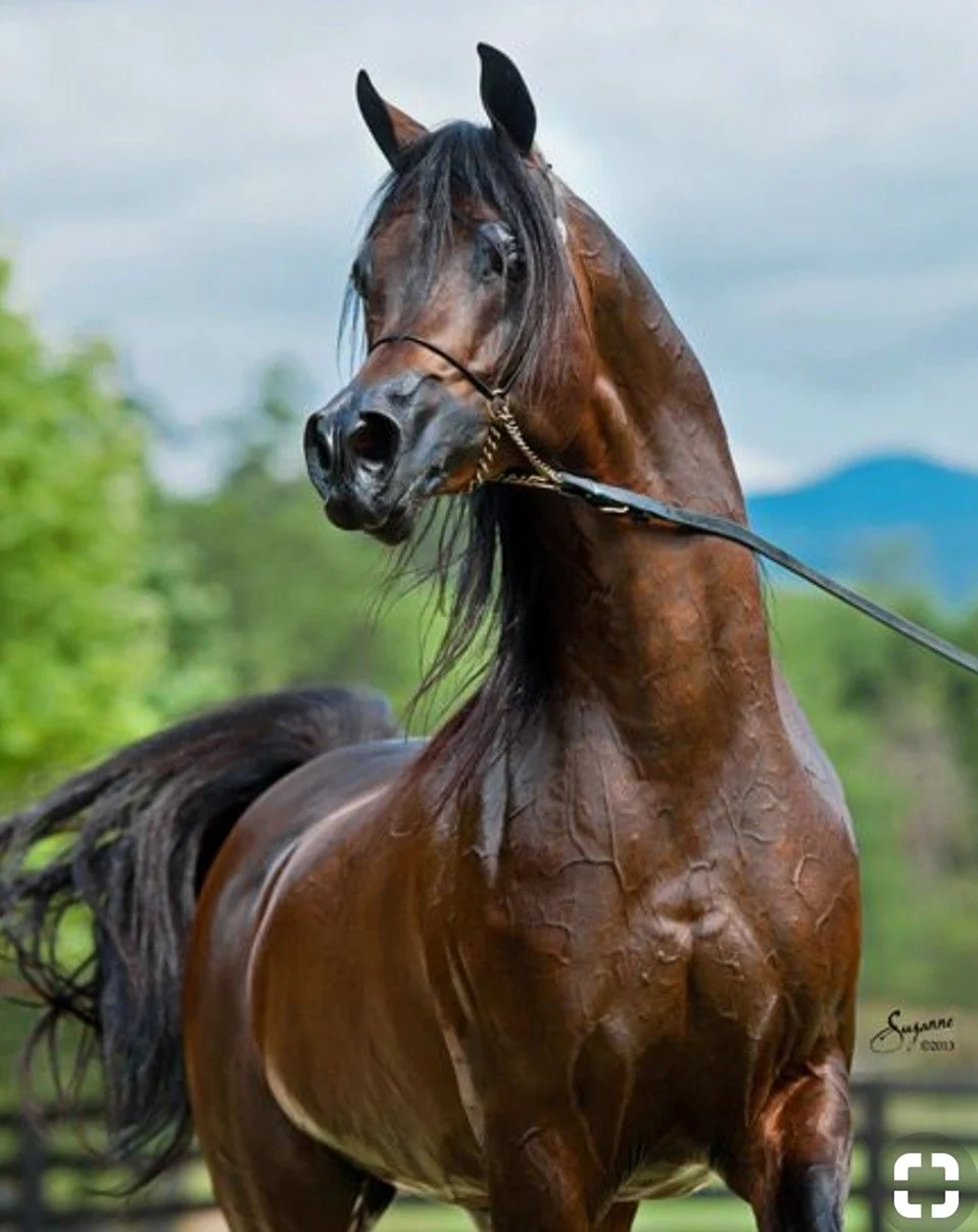 Арабская порода лошадей хадбан