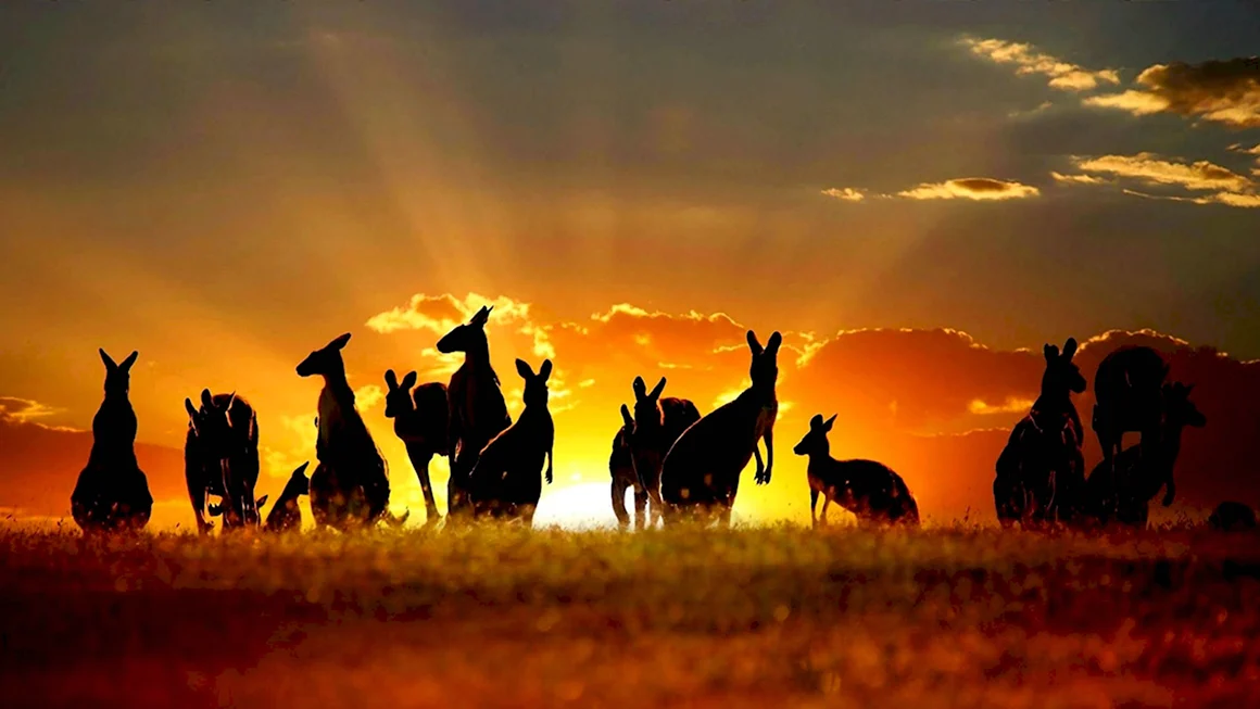 Австралия пейзаж с кенгуру