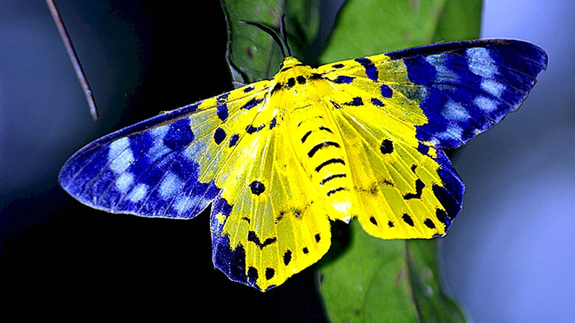 Бабочка Урания