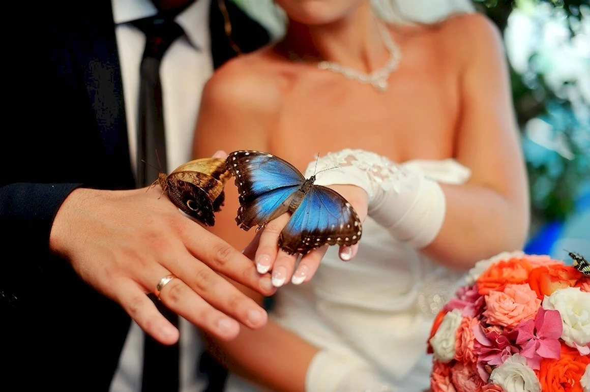 Бабочки на свадьбу живые
