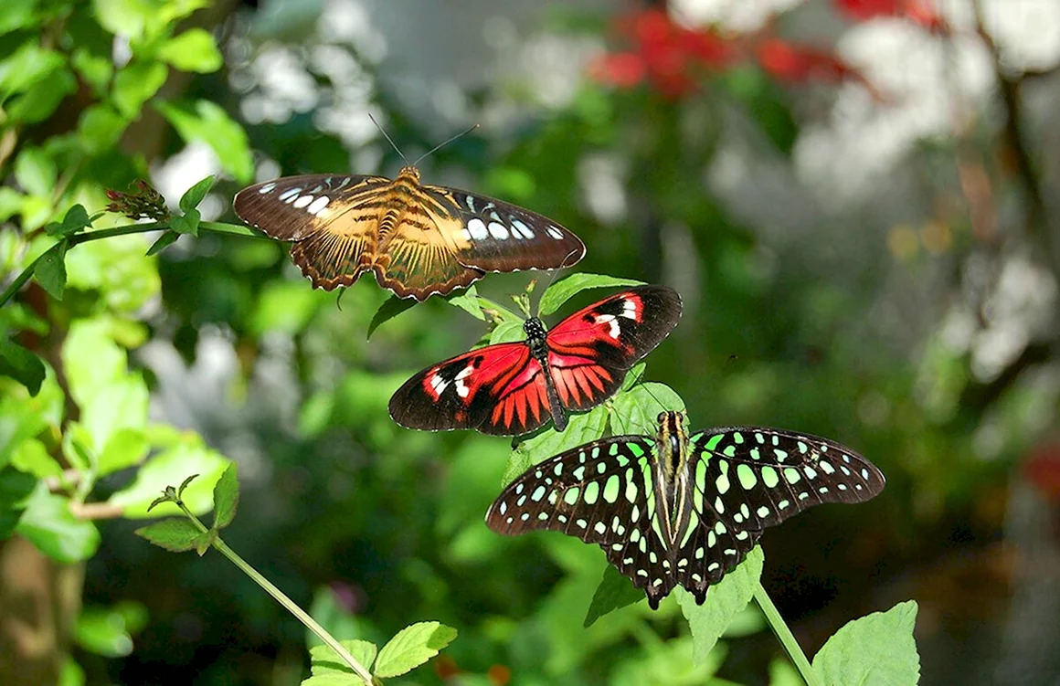 Бабочки тропических лесов Индии