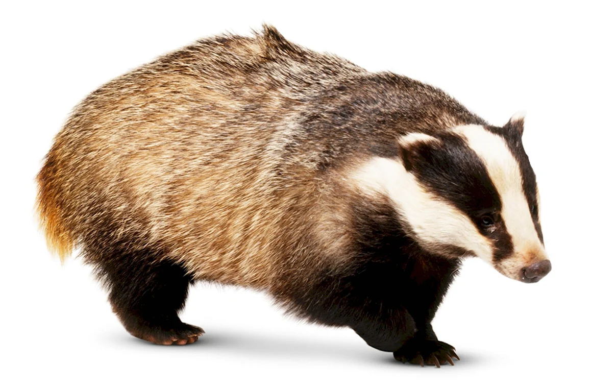 Badger Badger Badger