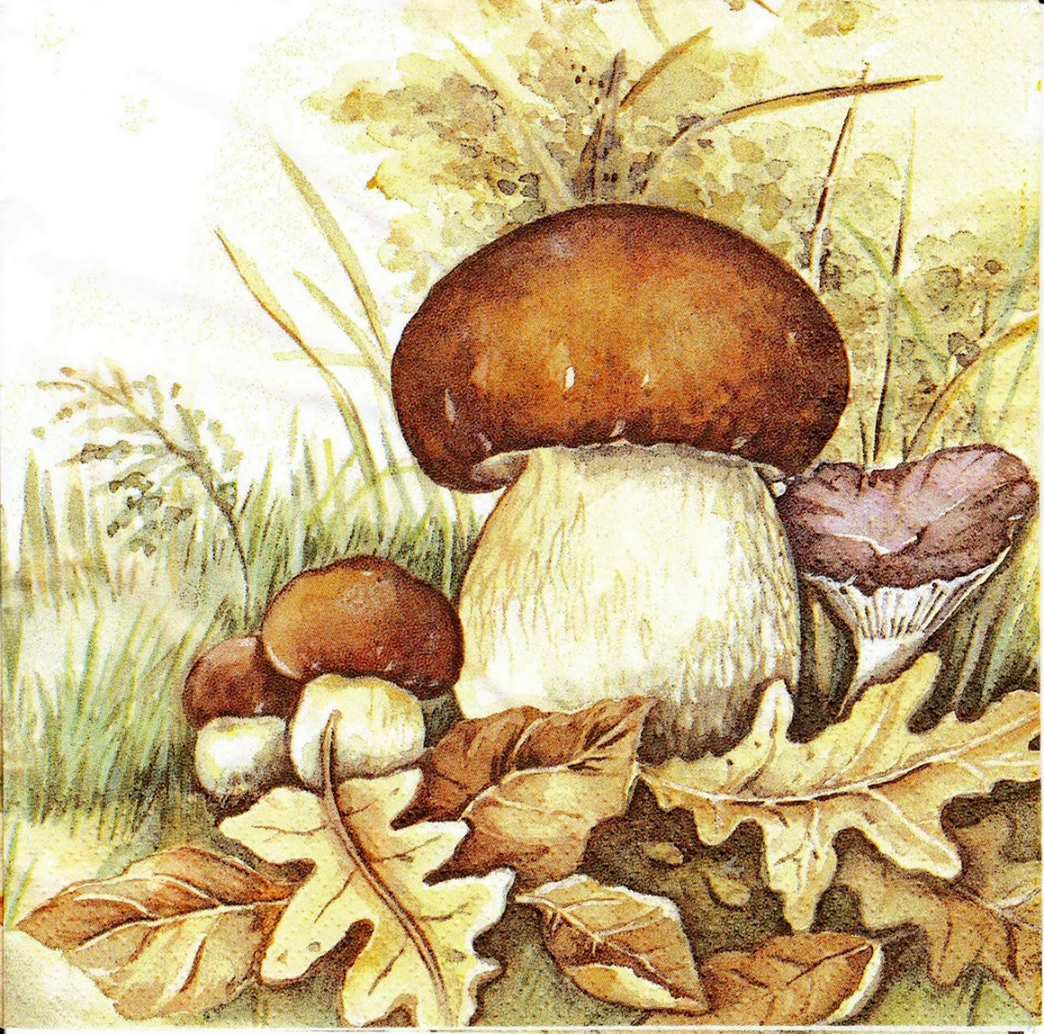 Басня грибы Михалкова