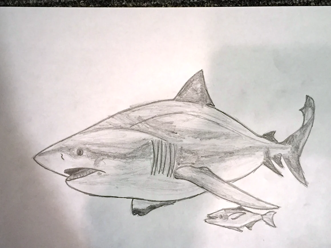 Белая акула карандашом