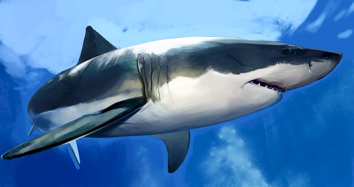 Белокрылая акула