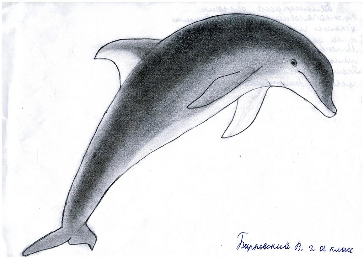 Беломордый Дельфин