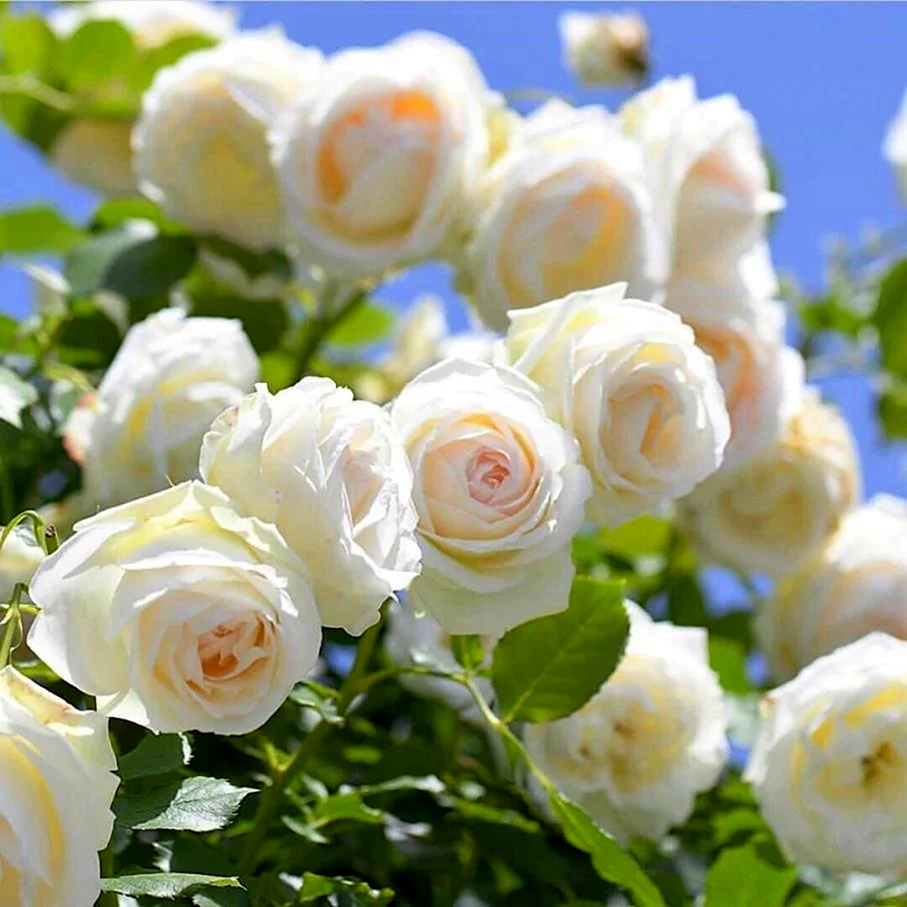 Белые розы в природе