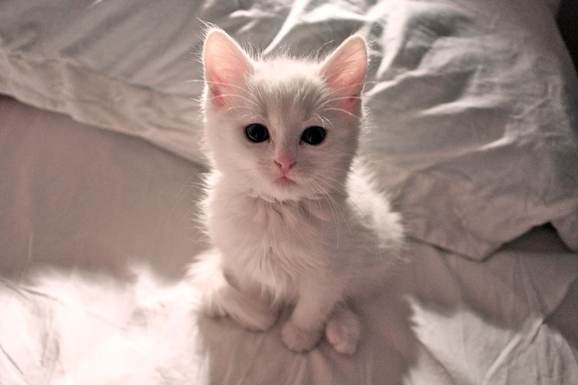 Белый котенок Эстетика