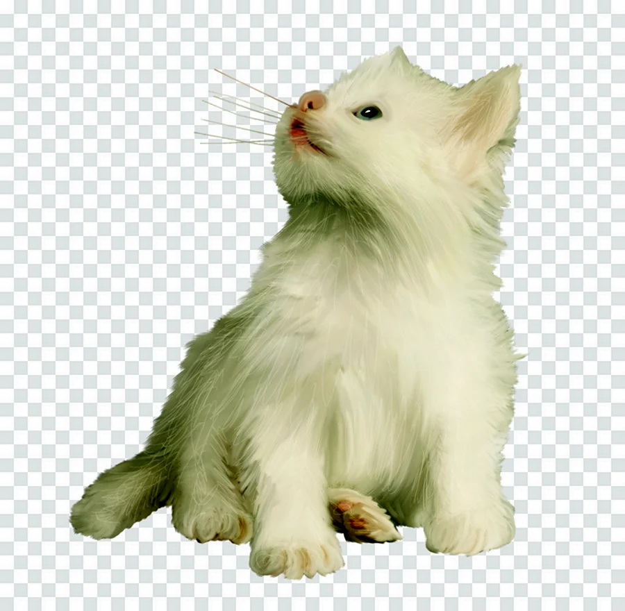 Белый котенок на белом фоне