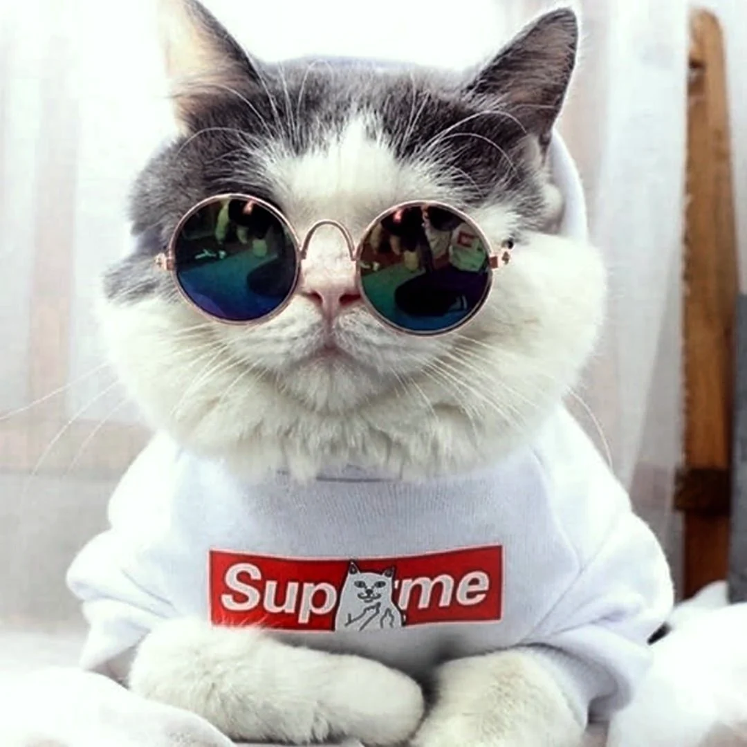 Белый котик с очками