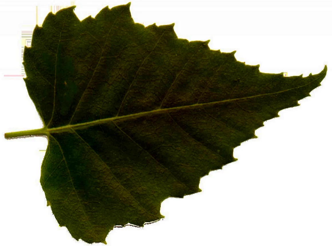 Берёза листья
