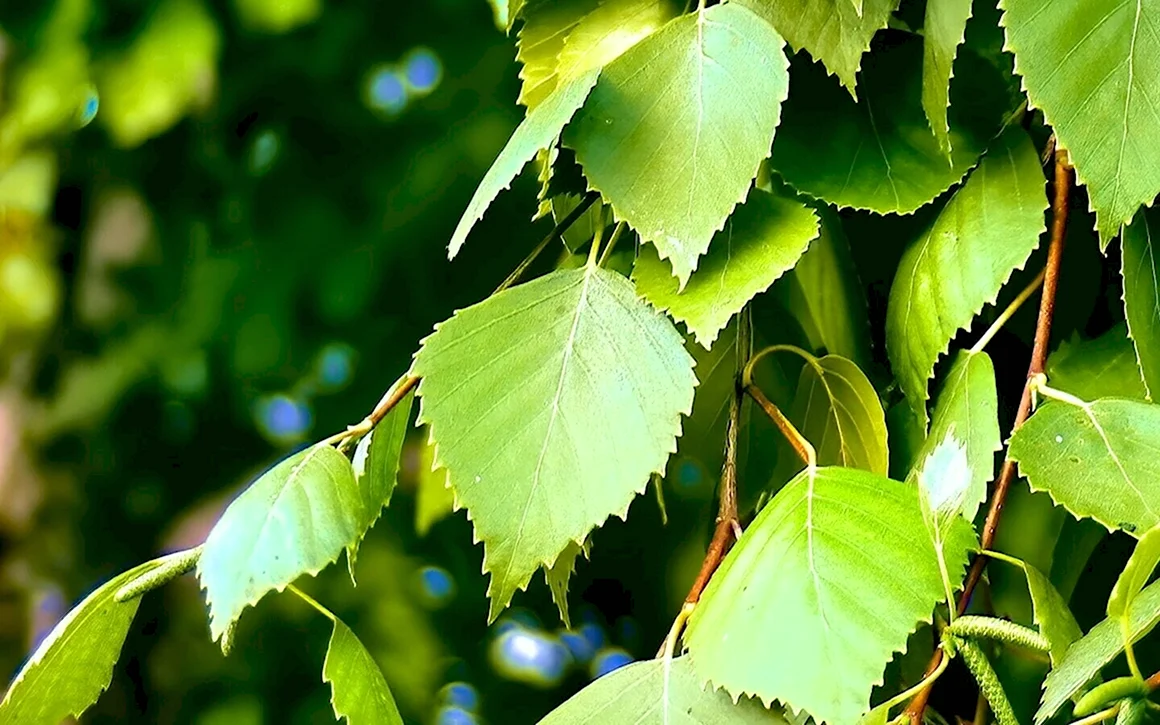 Береза повислая листья