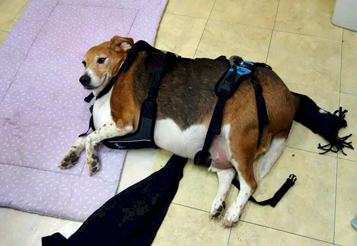 Бигль собака толстый