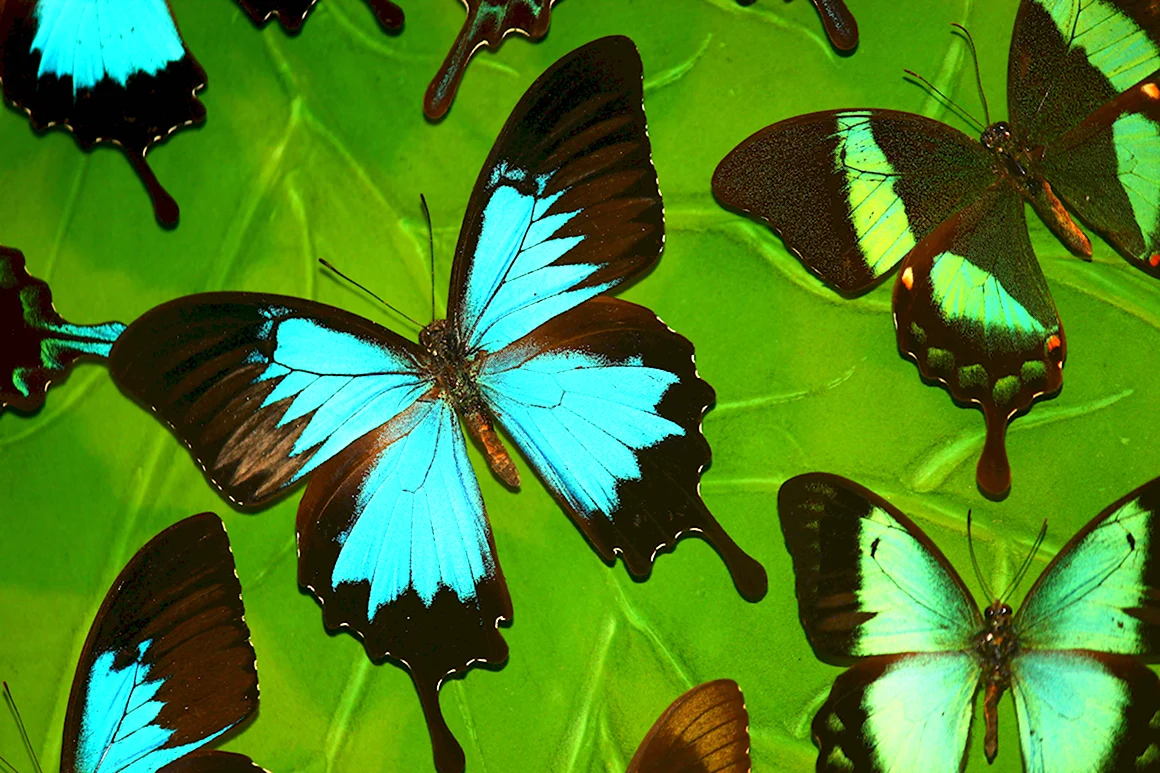 Бирюзовые бабочки
