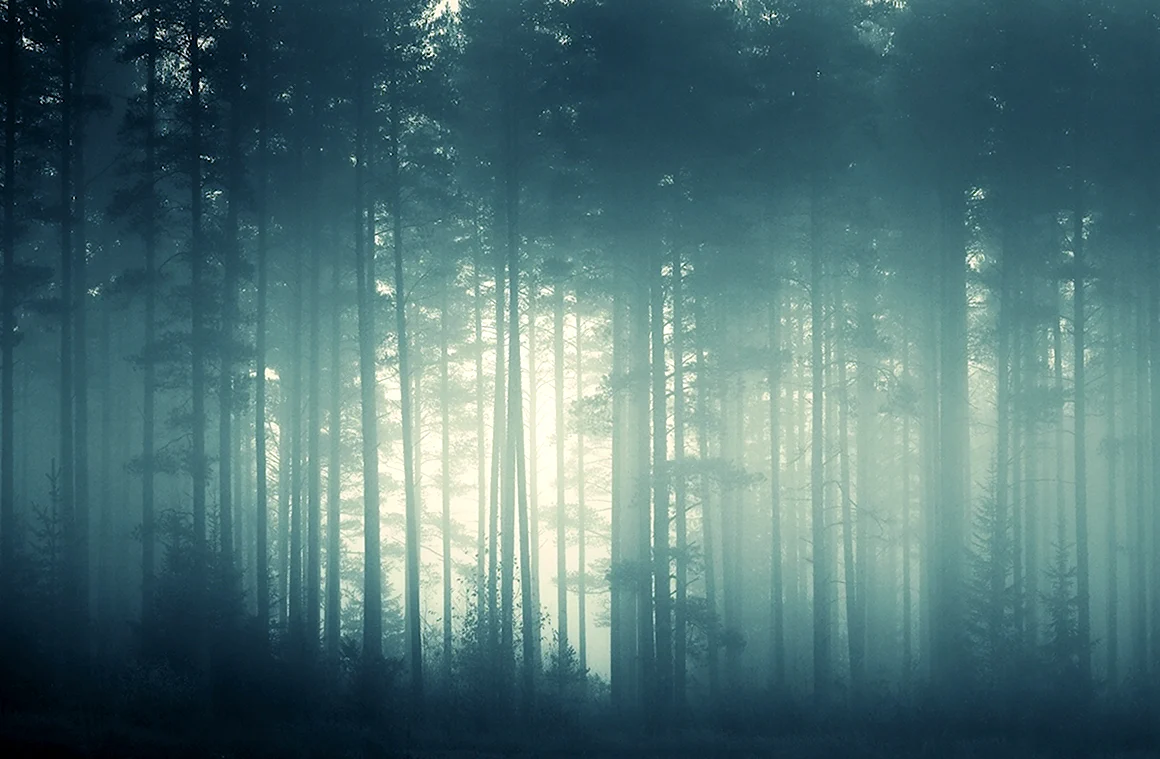 Бледный лес