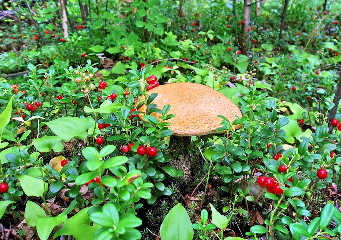 Богородские дикоросы грибы
