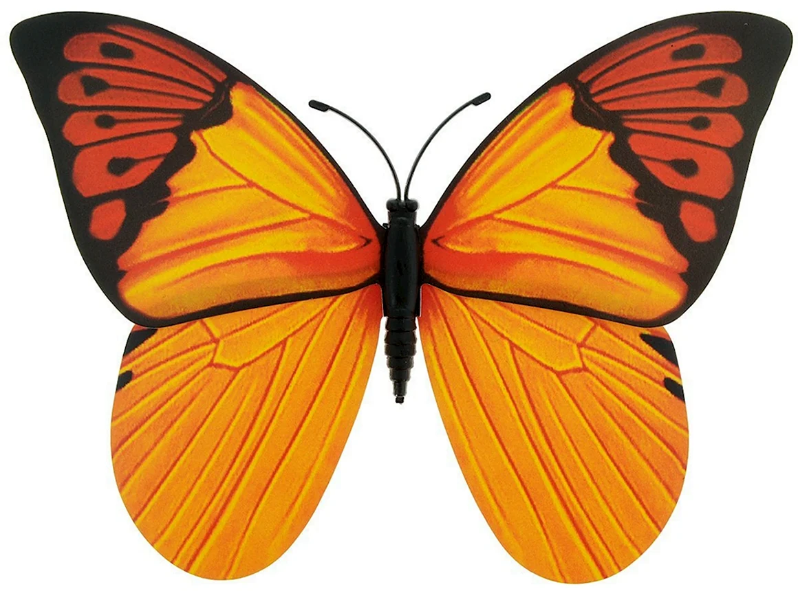 Большие разноцветные бабочки