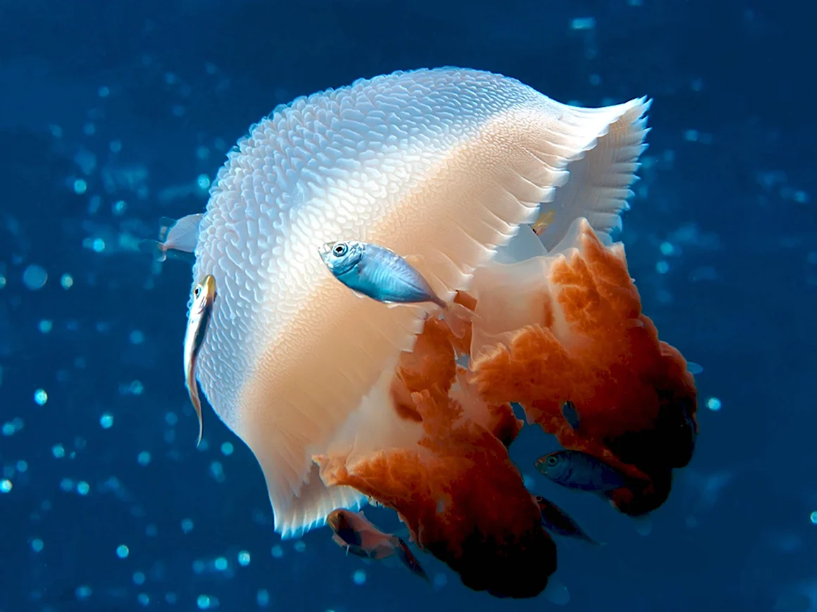 Большой Барьерный риф медузы