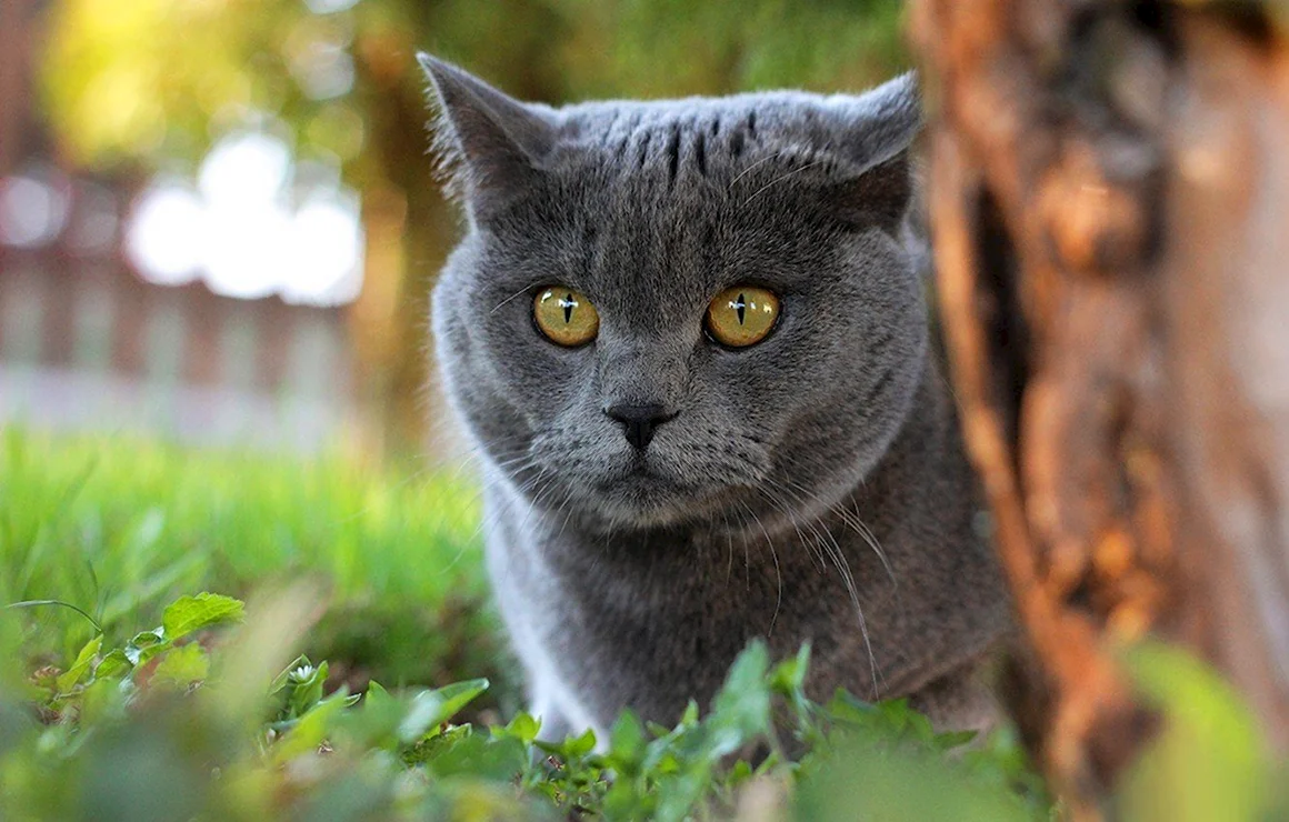 Британская короткошёрстная кошка шартрез