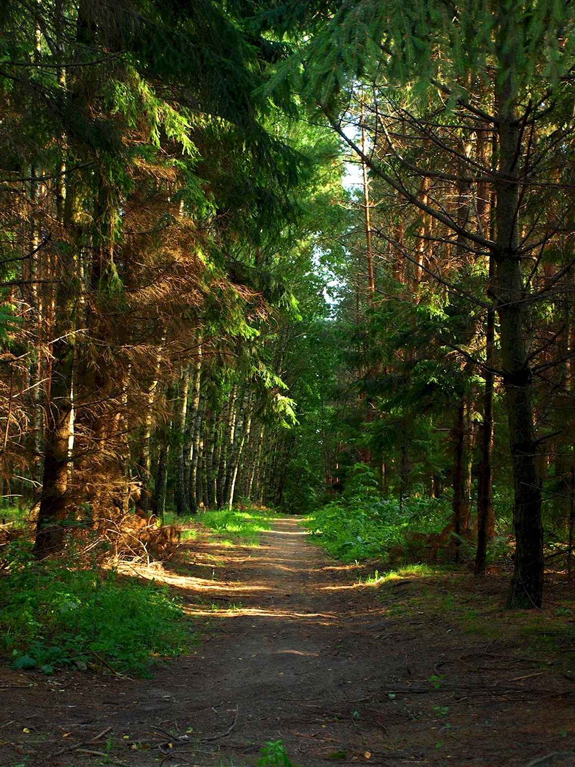 Буковый лес в Швейцарии Шишкин