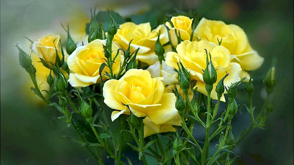 Чайная роза кустовая желтая