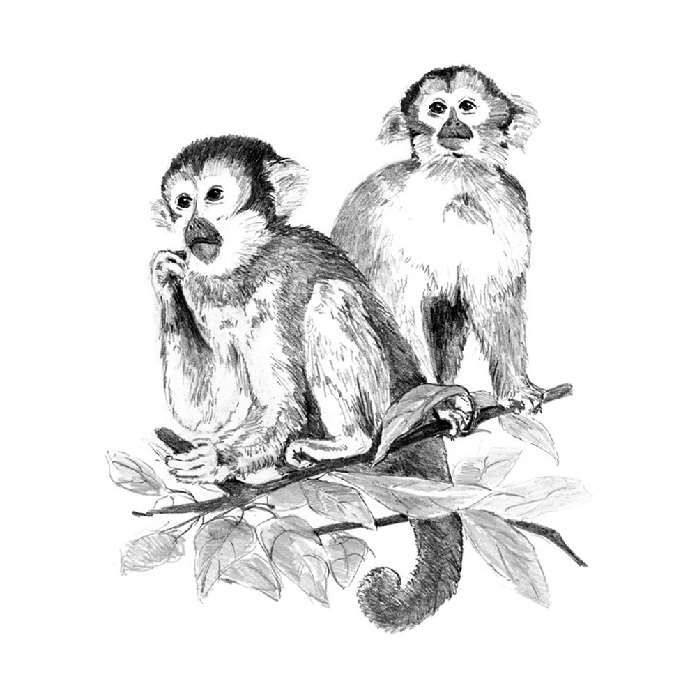 Чарушин глупые обезьянки
