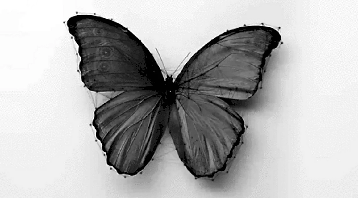 Черная бабочка на черном фоне