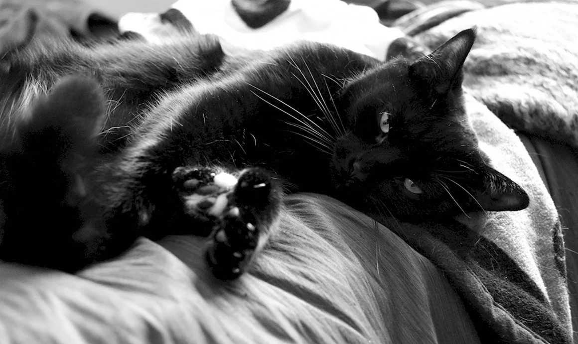 Черная кошка на кроватке