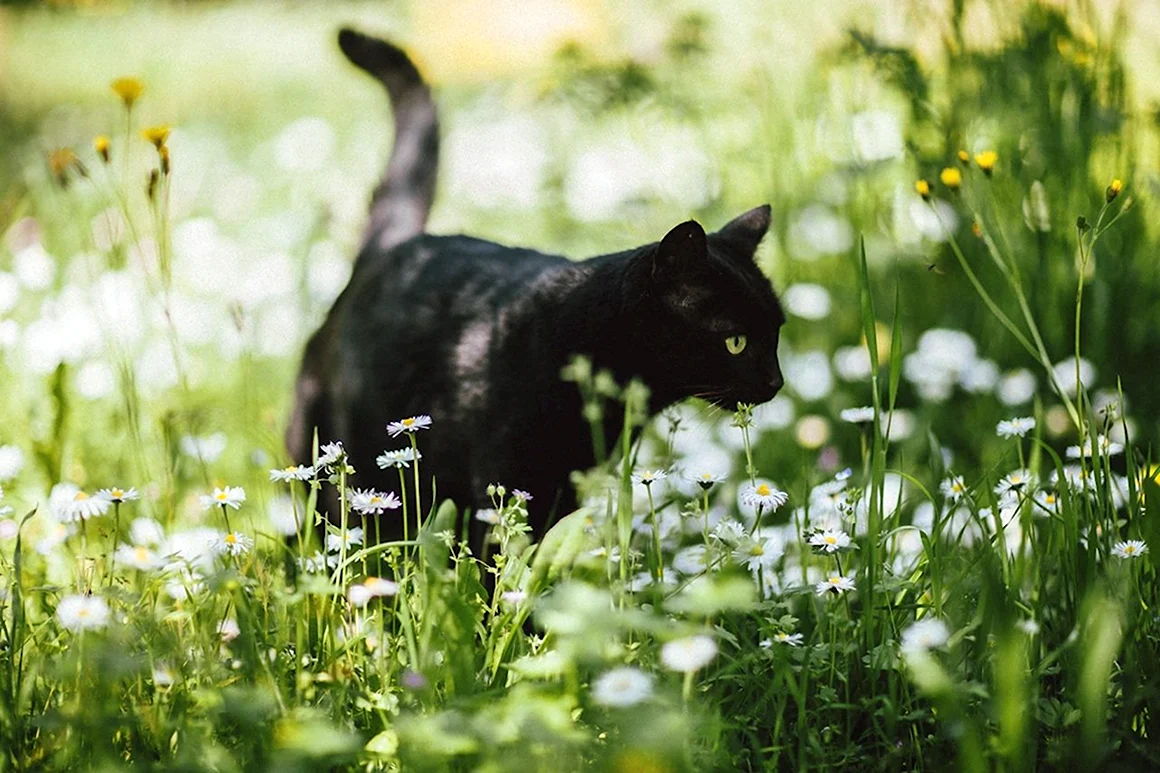 Черная кошка весной