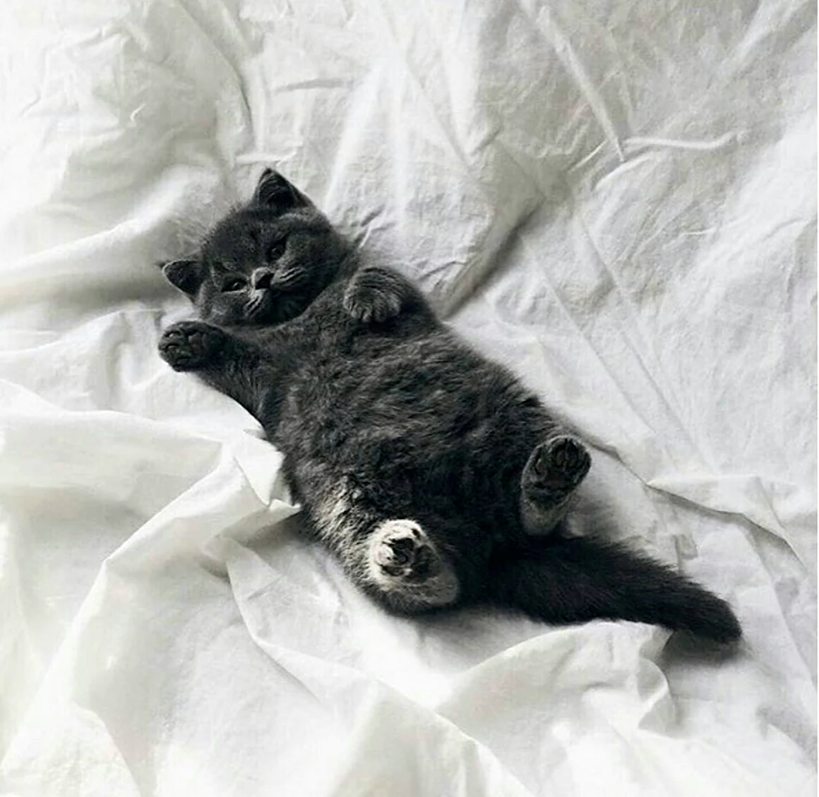 Черно серый котенок