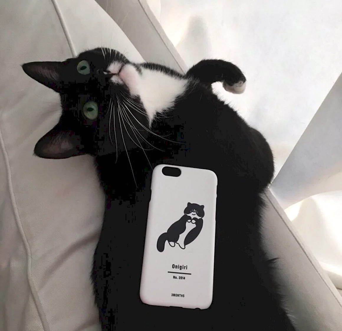 Черный кот Эстетика