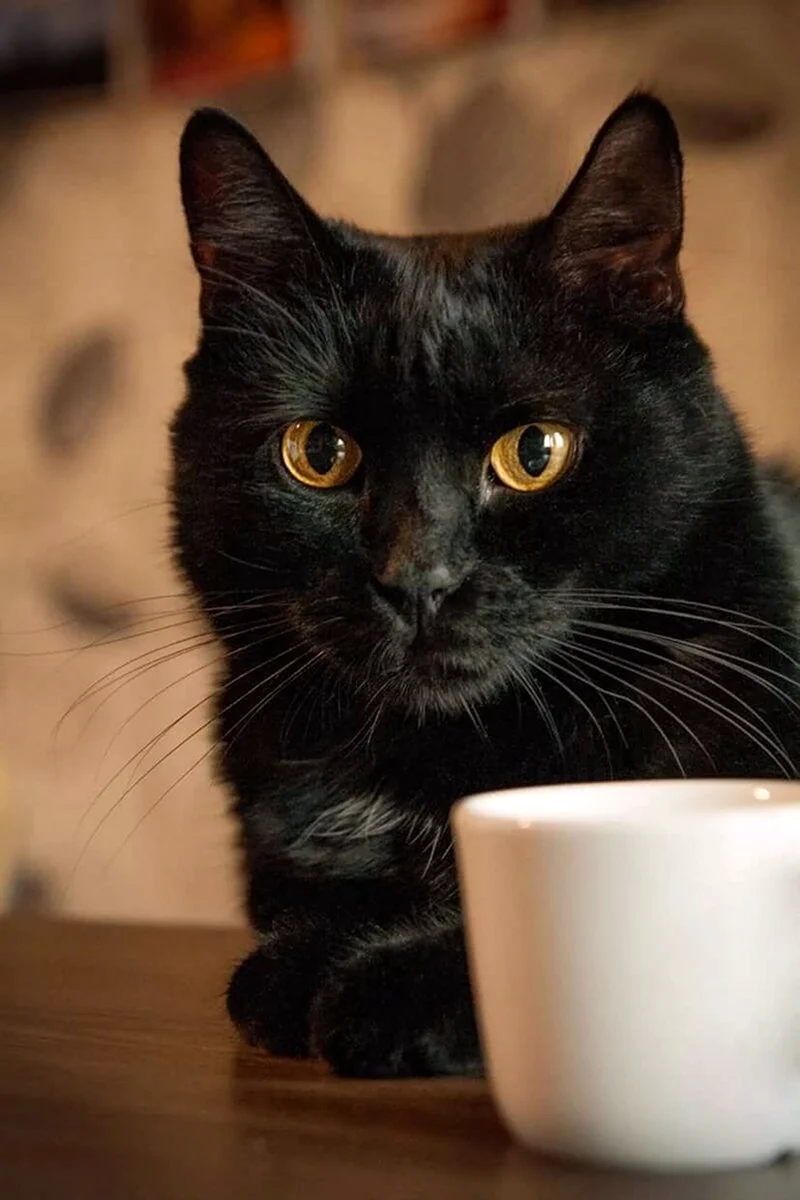 Черный кот кофе