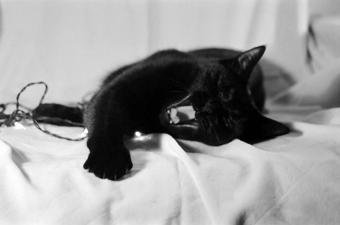 Черный кот на белой кровати