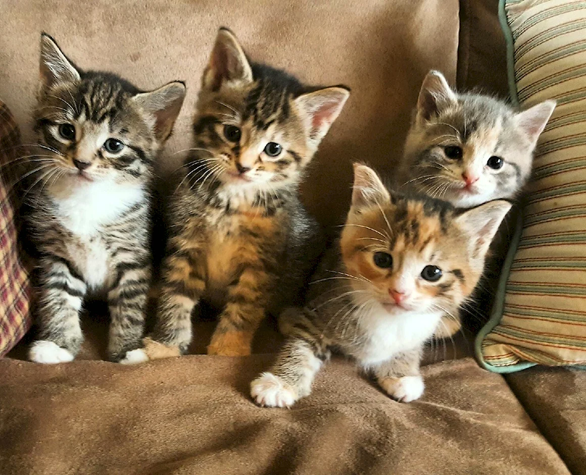 Четыре котенка