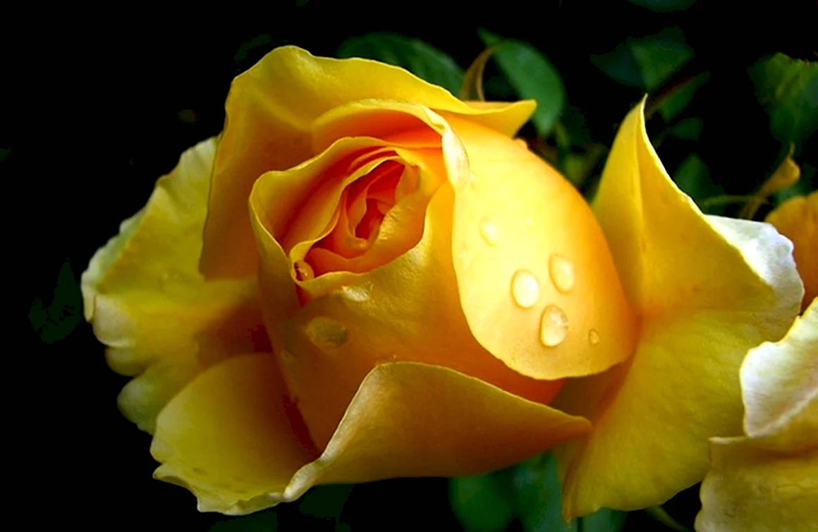 Дарси роза желтая