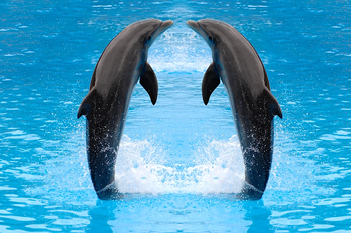 Дельфин афалин Окинава