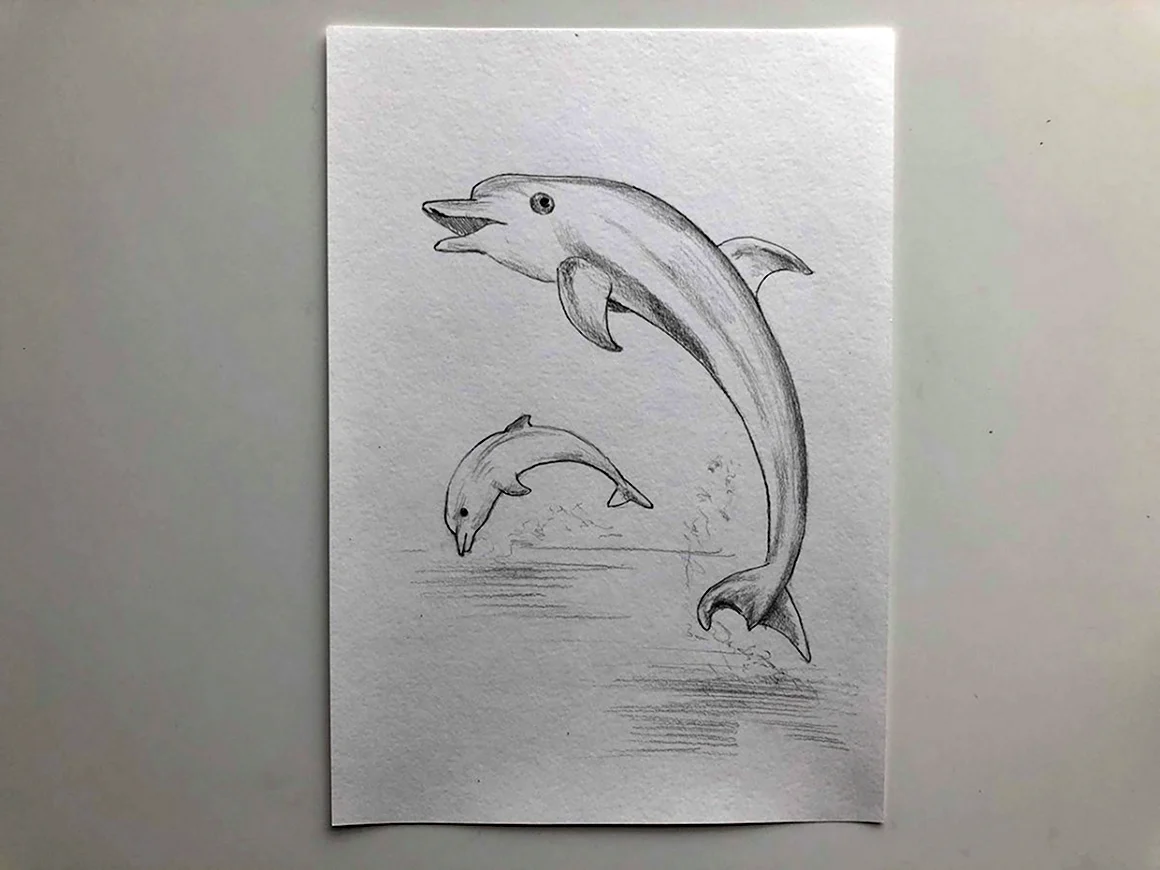 Дельфин карандашом для срисовки