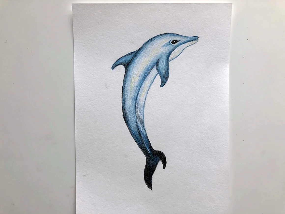 Дельфин рисунок карандашом цветным