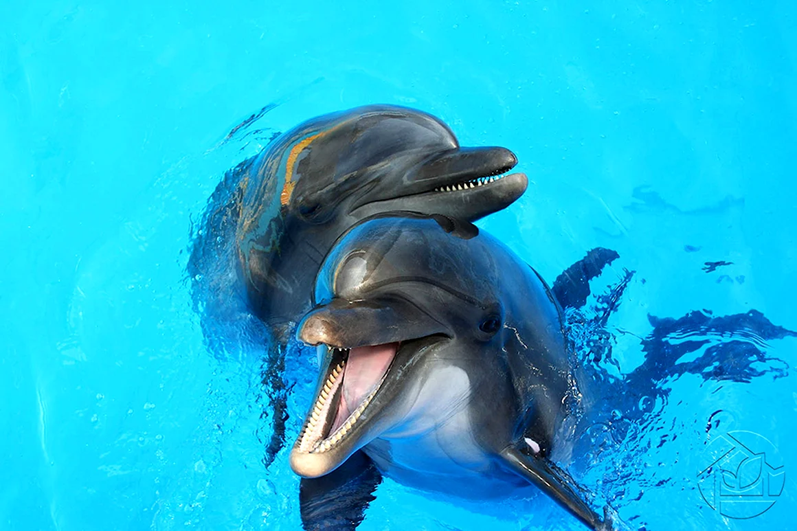Дельфин-Афалина