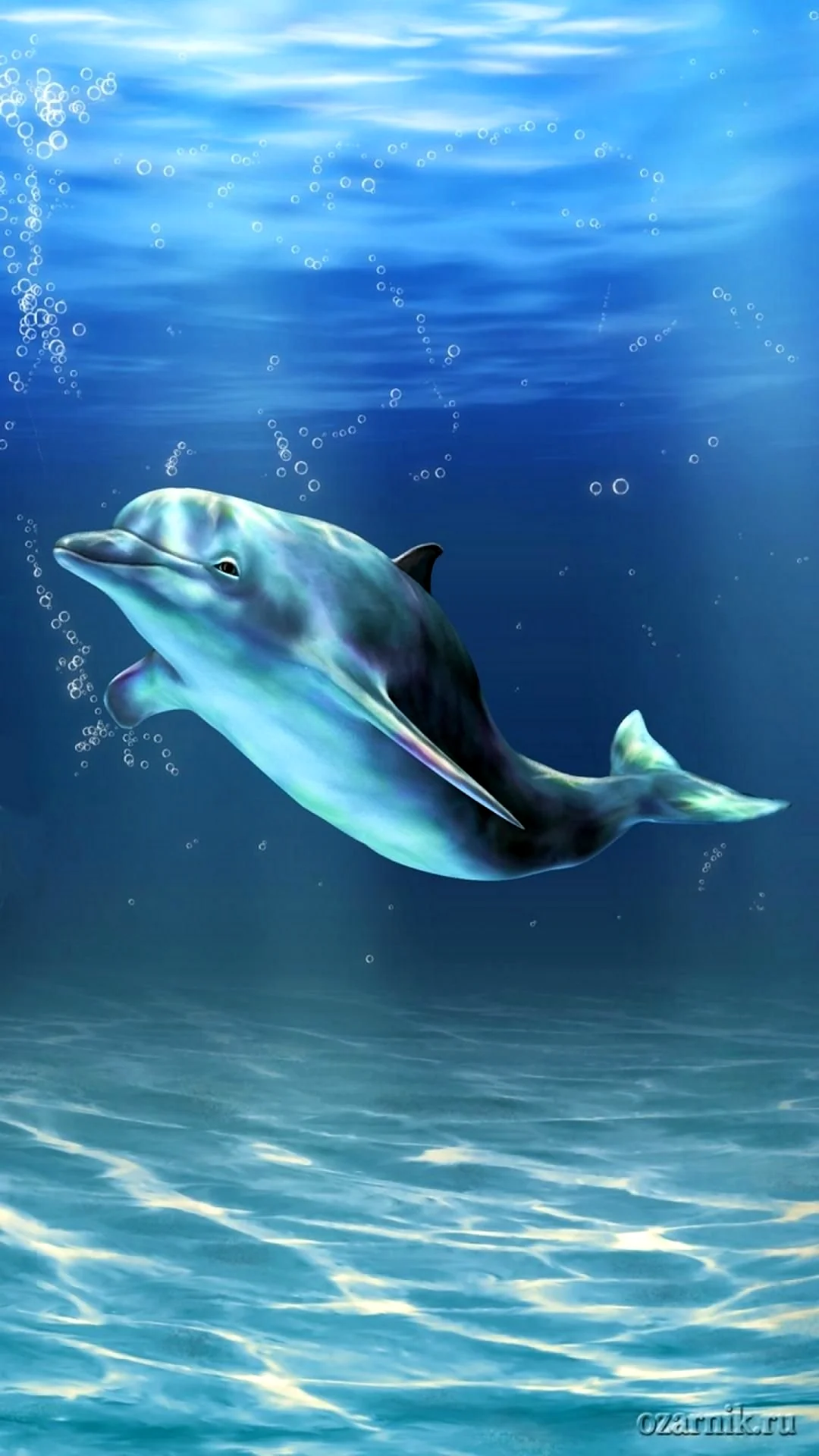 Дельфины HD